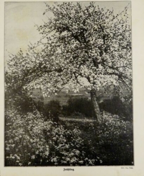 1917 - alter Druck - Frühling